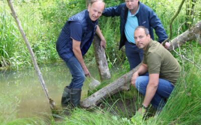 Gefahr durch Biber im Bezirk: Landwirtschaft, Hochwasserschutz und Infrastruktur unter Druck